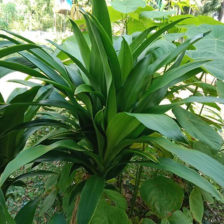 Som Palmgarden Hotel Ko Lanta Kültér fotó