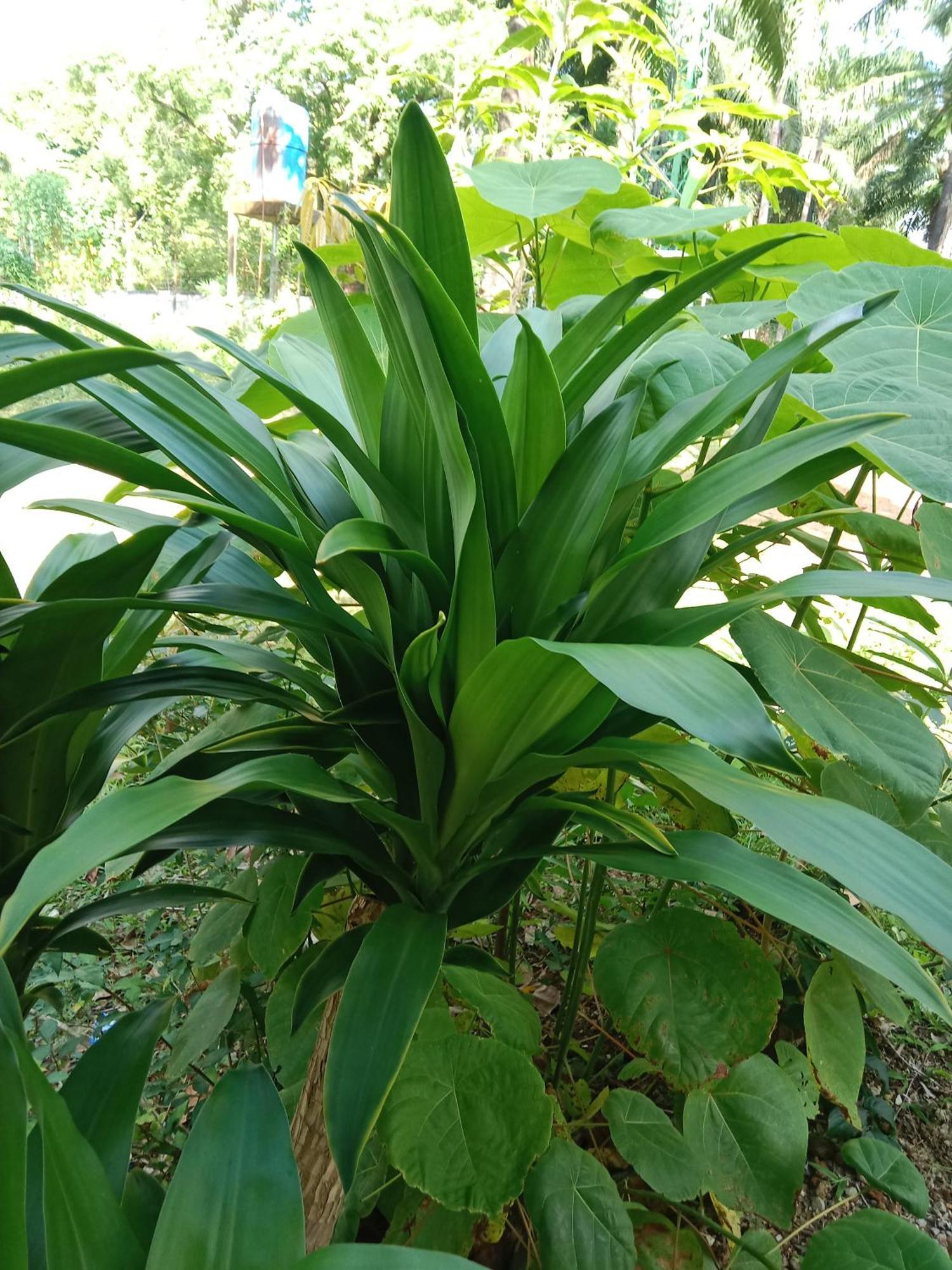 Som Palmgarden Hotel Ko Lanta Kültér fotó