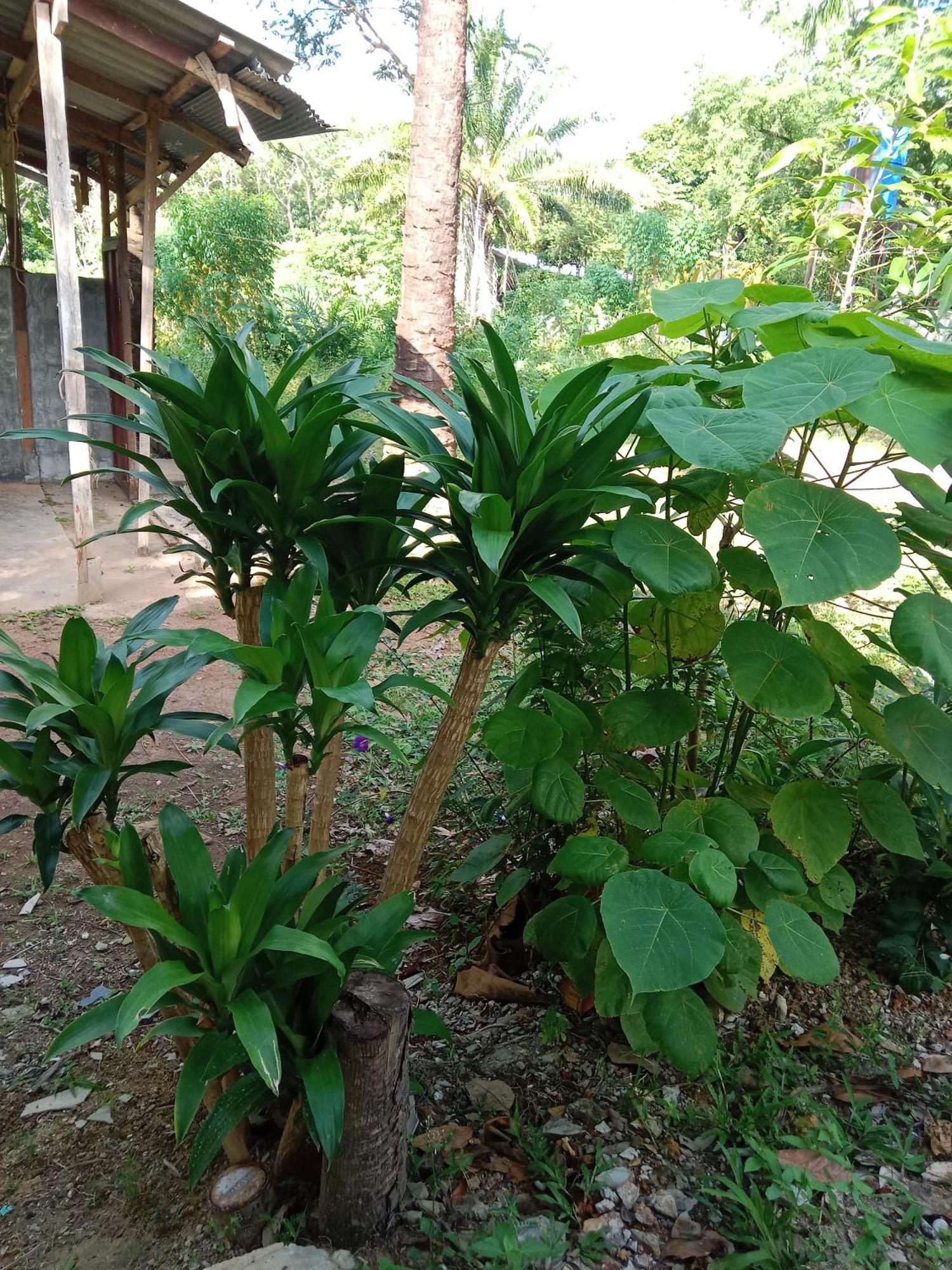 Som Palmgarden Hotel Ko Lanta Kültér fotó