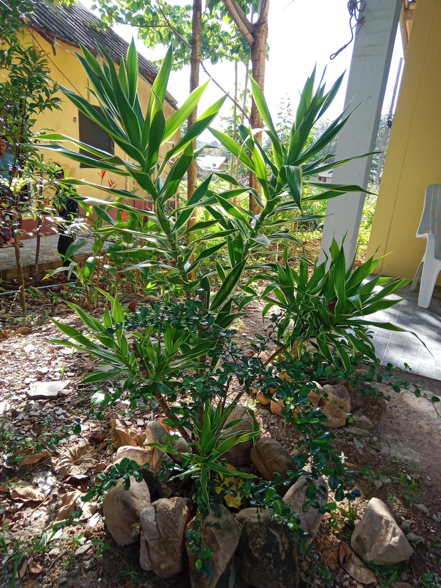 Som Palmgarden Hotel Ko Lanta Kültér fotó